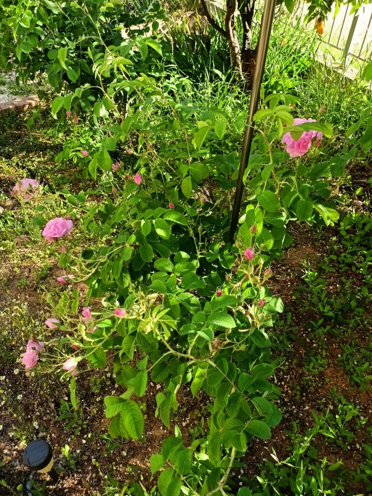 My Rosa Damascena image