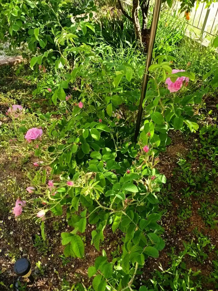 My Rosa Damascena image